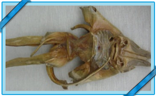 RAIE ÉPINEUSE SÉCHÉE